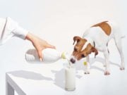 Can Dogs Drink Milk? Can Dogs Drink Milk