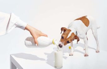 Can Dogs Drink Milk? Can Dogs Drink Milk
