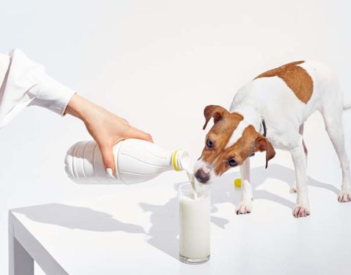 Can Dogs Drink Milk? Can Dogs Drink Milk