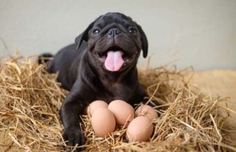 Can Dogs Eat Hard Boiled Eggs? Can Dogs Eat Hard Boiled Eggs