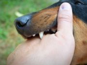 Dog Bite Bacteria and Infectious Diseases: A Guide for Owners Dog Bite Bacteria and Infectious Diseases - A Guide for Owners