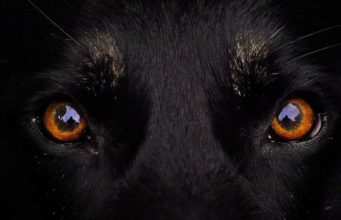 Dog Domestication: History’s Timeline From Beginning To Now (In Years) Dog Domestication History (In Years)