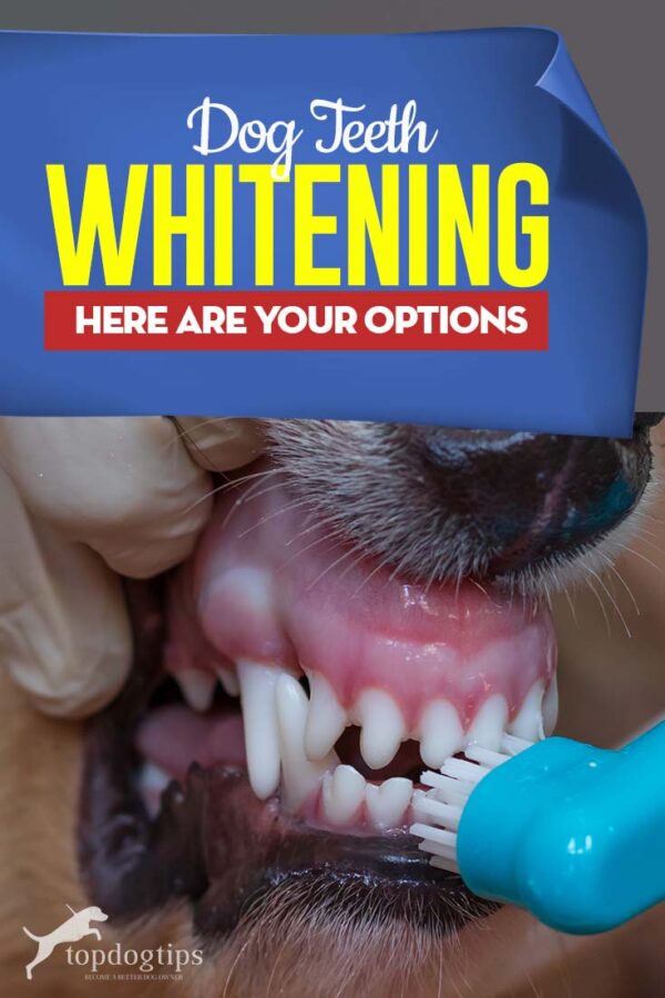 View of Dog Teeth Whitening: Here Are Your Options