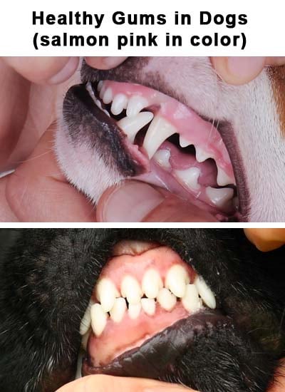 dog pale gums lethargy