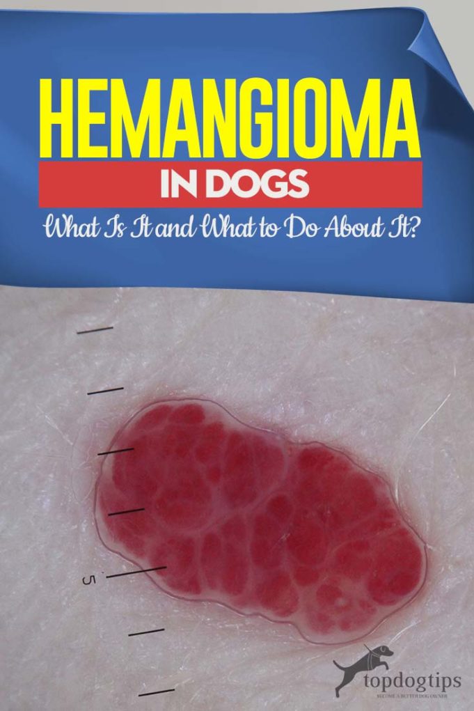 Image showcasing Hemangioma in Dogs: What Is It and What to Do About It?