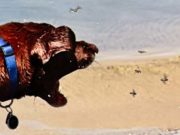 How to Keep Flies Off Dogs How to Keep Flies Off Dogs