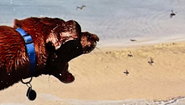 How to Keep Flies Off Dogs β Top Dog Tips