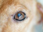 Nuclear Sclerosis in Dogs: What Owners Must Know Nuclear Sclerosis in Dogs