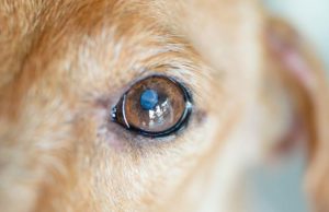 Nuclear Sclerosis in Dogs: What Owners Must Know Nuclear Sclerosis in Dogs