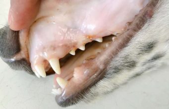 Pale Gums in Dogs: What It Means and What to Do Pale Gums in Dogs - What It Means and What to Do
