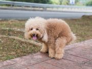 Reasons Why Your Dog Is Having Trouble Pooping Reasons Why Your Dog Is Having Trouble Pooping