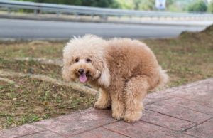 Reasons Why Your Dog Is Having Trouble Pooping Reasons Why Your Dog Is Having Trouble Pooping