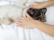 The Best Dog Massage Videos The Best Dog Massage Videos