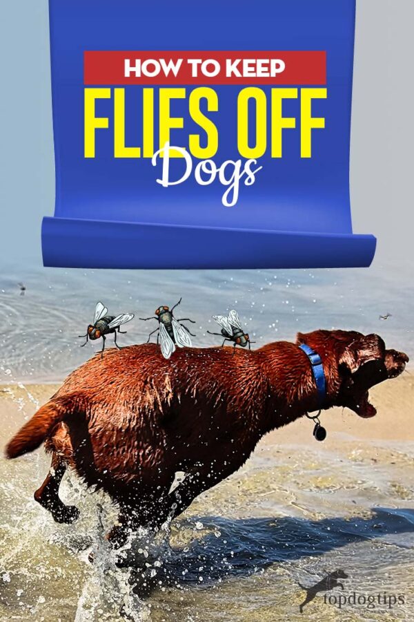 How to Keep Flies Off Dogs – Top Dog Tips