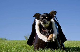 Top 5 Best Dog Travel Bag Choices Top 5 Best Dog Travel Bag Choices