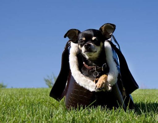 Top 5 Best Dog Travel Bag Choices Top 5 Best Dog Travel Bag Choices