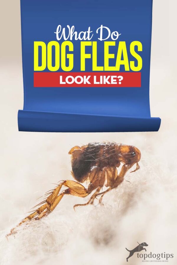What Do Dog Fleas Look Like? Top Dog Tips