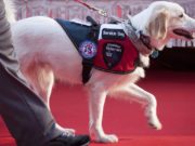 What Is a Service Dog? What Is a Service Dog
