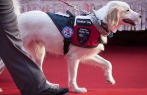 What Is a Service Dog? What Is a Service Dog