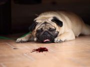 What to Do If Your Dog Coughs Up Blood? What to Do If Your Dog Coughs Up Blood