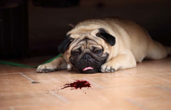 What to Do If Your Dog Coughs Up Blood? What to Do If Your Dog Coughs Up Blood