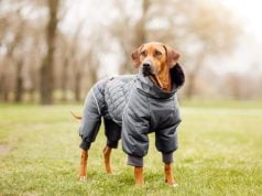 11 Large Dog Clothes Your Big Pet Needs This Fall and Winter Fall and Winter Dog Clothes - Fall Pet Safety tips