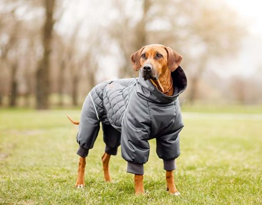 11 Large Dog Clothes Your Big Pet Needs This Fall and Winter Fall and Winter Dog Clothes - Fall Pet Safety tips