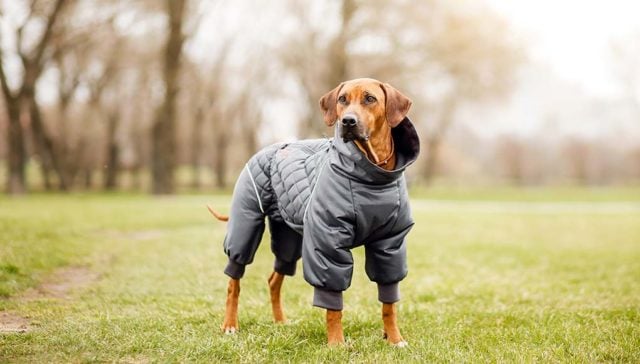 Fall and Winter Dog Clothes - Fall Pet Safety tips Fall and Winter Dog Clothes - Fall Pet Safety tips