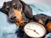4 Good Reasons Why Your Dog Needs a Routine 4 Good Reasons Why Your Dog Needs a Routine