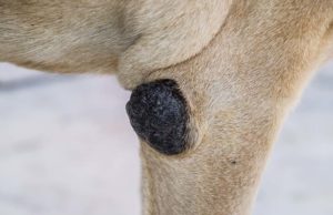 5 Most Dangerous Cancerous Tumors in Dogs 5 Most Dangerous Cancerous Tumors in Dogs featured image