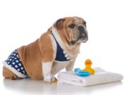 6 Fashionable and Functional Dog Swimwear Options