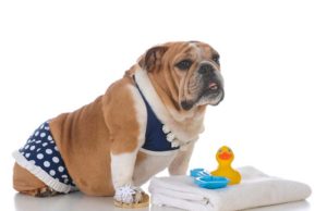 6 Fashionable and Functional Dog Swimwear Options