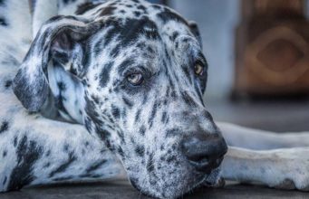 6 Ways to Prevent and Treat Gastric Dilatation Volvulus (Dog Bloat) 6 Ways to Prevent and Treat Gastric Dilatation Volvulus (Dog Bloat)