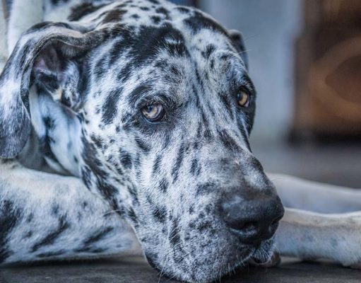 6 Ways to Prevent and Treat Gastric Dilatation Volvulus (Dog Bloat) 6 Ways to Prevent and Treat Gastric Dilatation Volvulus (Dog Bloat)