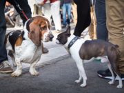 7 Reasons Why You Must Keep Your Dog on a Leash in Public 7 Reasons Why You Must Keep Your Dog on a Leash in Public