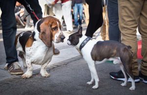 7 Reasons Why You Must Keep Your Dog on a Leash in Public 7 Reasons Why You Must Keep Your Dog on a Leash in Public