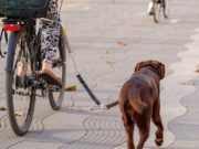 The 6 Best Dog Bike Attachment Brands Best Dog Bike Attachment Choices