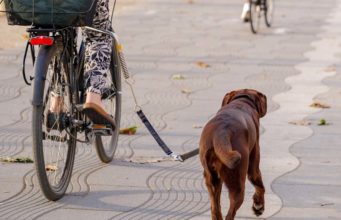 The 6 Best Dog Bike Attachment Brands Best Dog Bike Attachment Choices