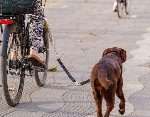 The 6 Best Dog Bike Attachment Brands Best Dog Bike Attachment Choices