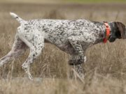Top 5 Best Hunting Dog Collars