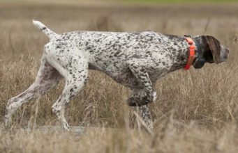 Top 5 Best Hunting Dog Collars
