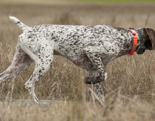 Top 5 Best Hunting Dog Collars