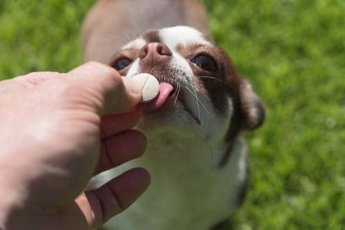 Best Medications for Relieving a Dog’s Pain
