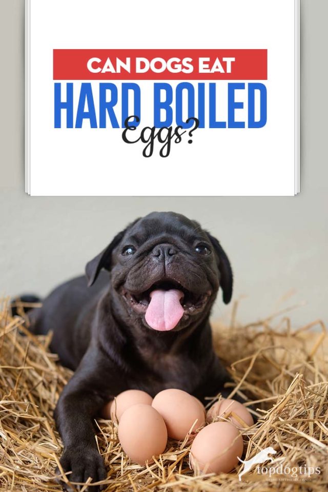 Can Dogs Eat Hard Boiled Eggs?
