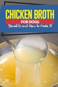 Chicken Broth for Dogs: Benefits and How to Make It – Top Dog Tips