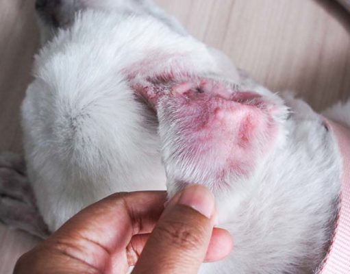 Does Your Dog Have a Blood Blister? Here’s What to Do Does Your Dog Have a Blood Blister - Here’s What to Do
