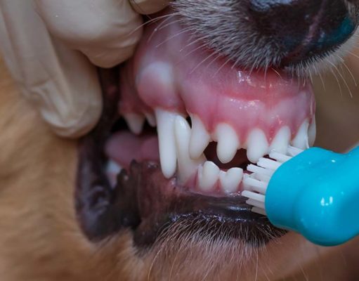 Dog Teeth Whitening: Here Are Your Options Dog Teeth Whitening - Step by Step