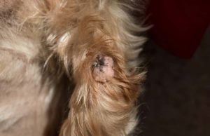 Dog Wart Removal: Step-by-Step Guide Dog Wart Removal - Step-by-Step Guide