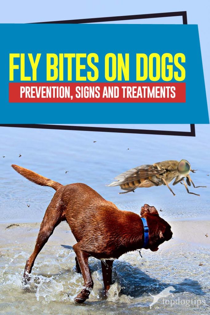 Fly Bites on Dogs Prevention, Signs and Treatments Top Dog Tips