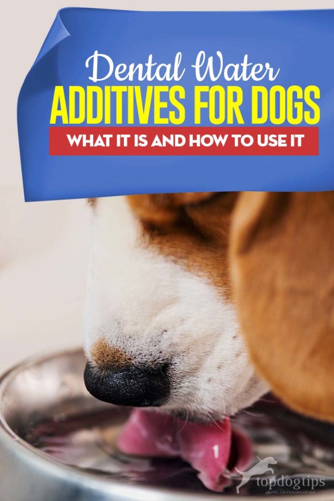 4 Best Dog Dental Water Additive [Updated 2023]